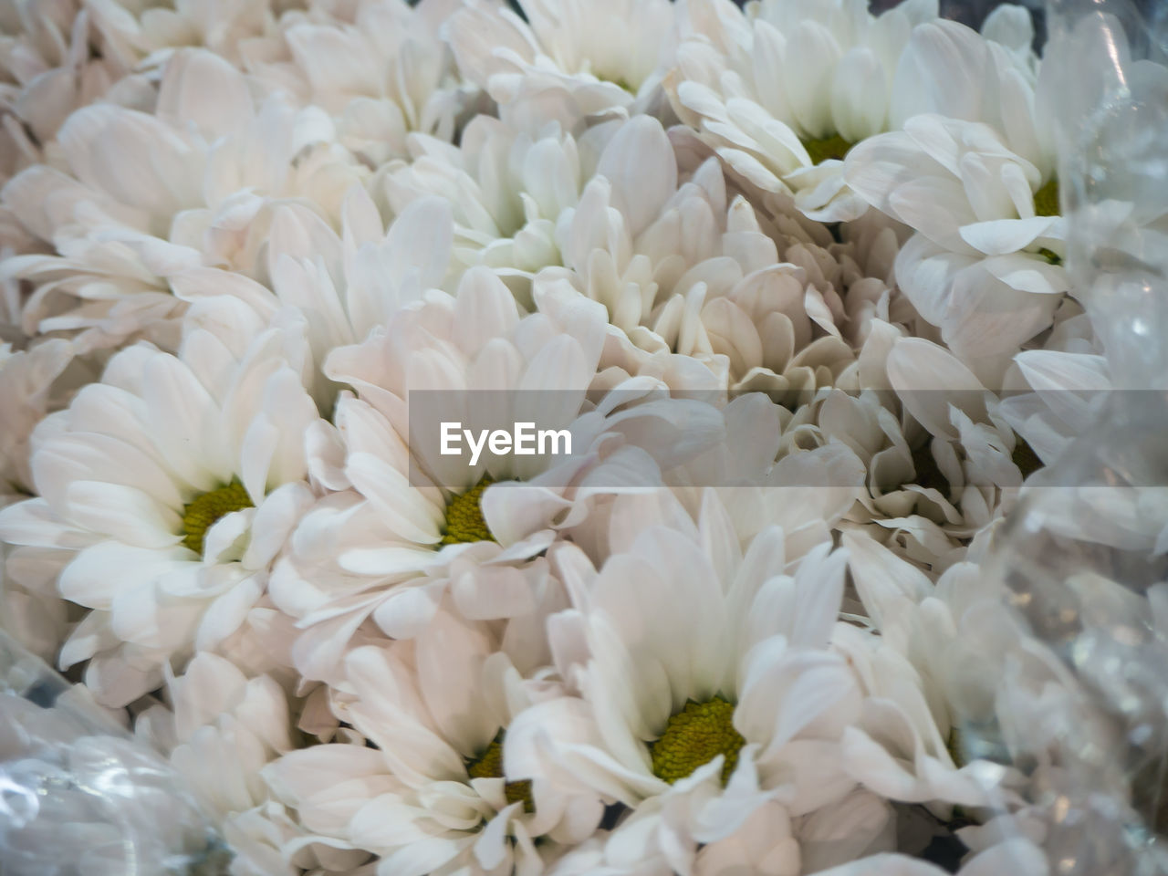 CLOSE-UP OF WHITE FLOWERING PLANTS