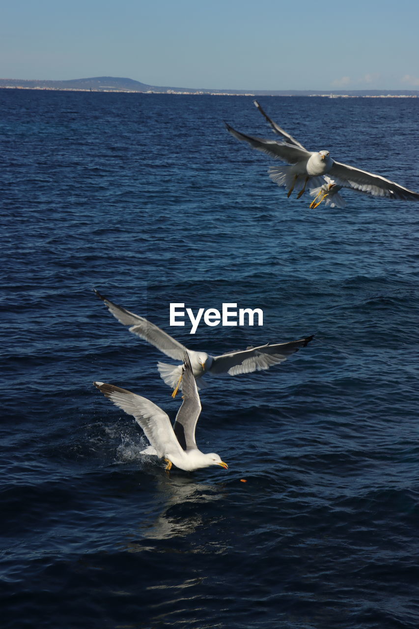 SEAGULL FLYING ABOVE SEA