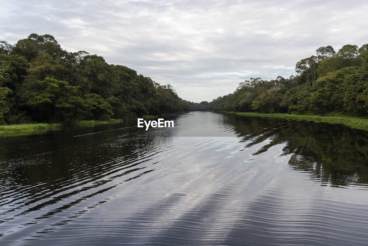 Typical amazon rainforest and river landscape near negro river