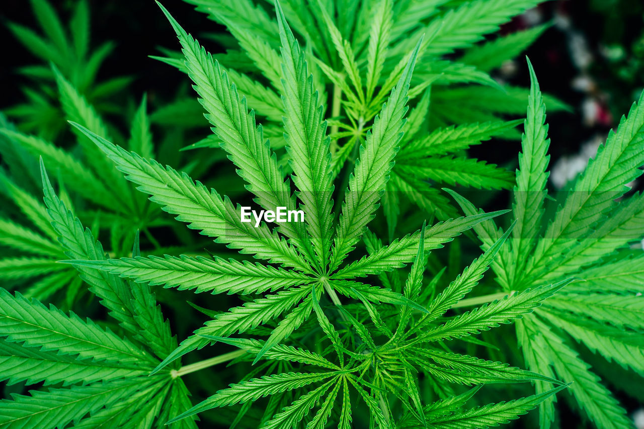 Top view of young marijuana green plant leaves growing outdoor in the garden. hemp leaf background.