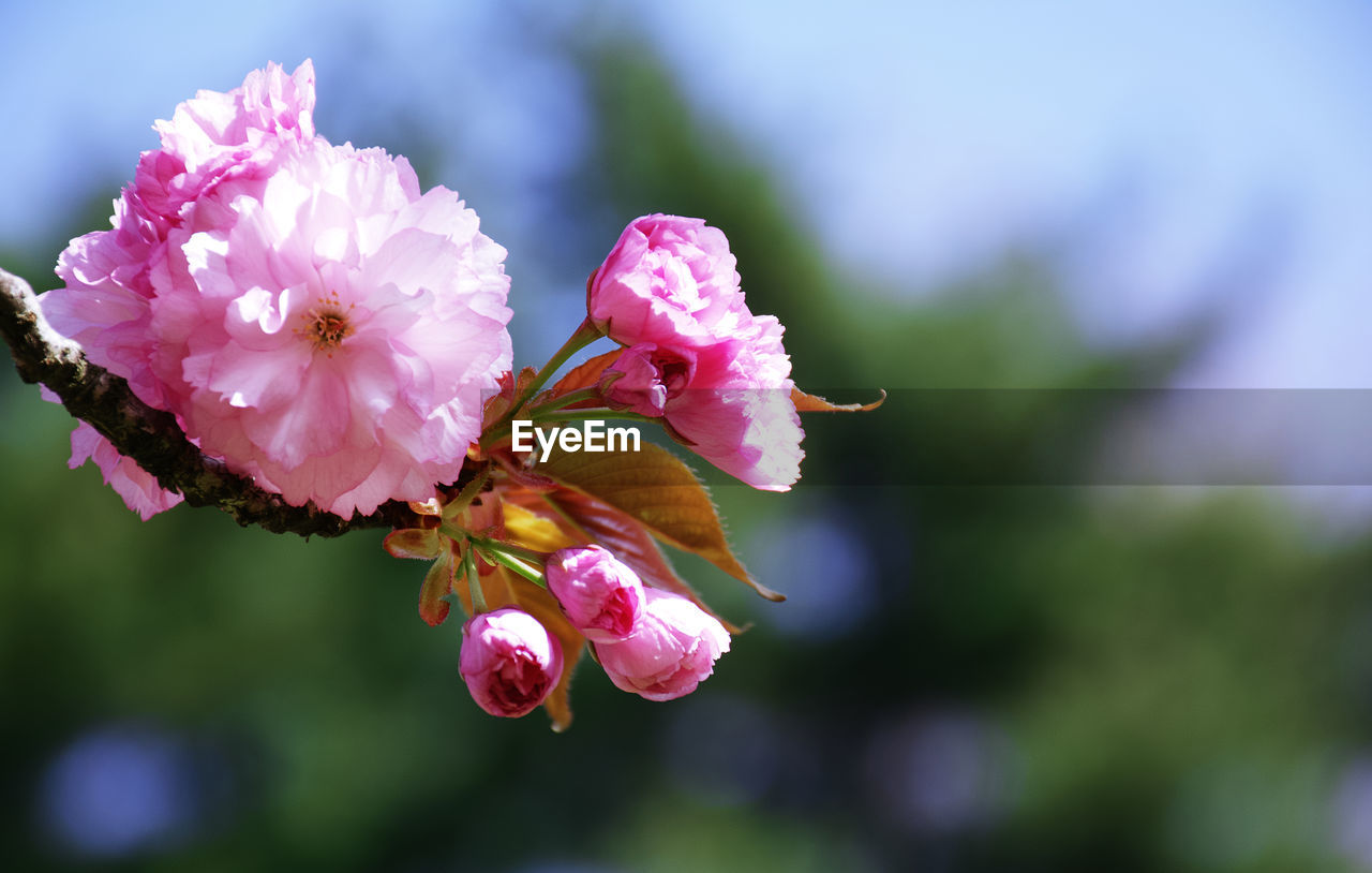 CLOSE-UP OF PINK ROSE