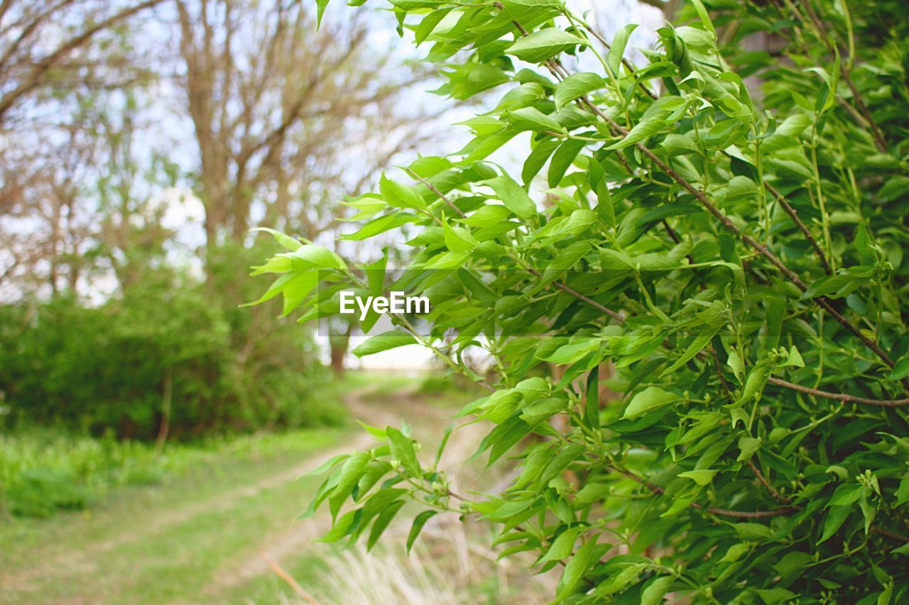 TREES IN FIELD