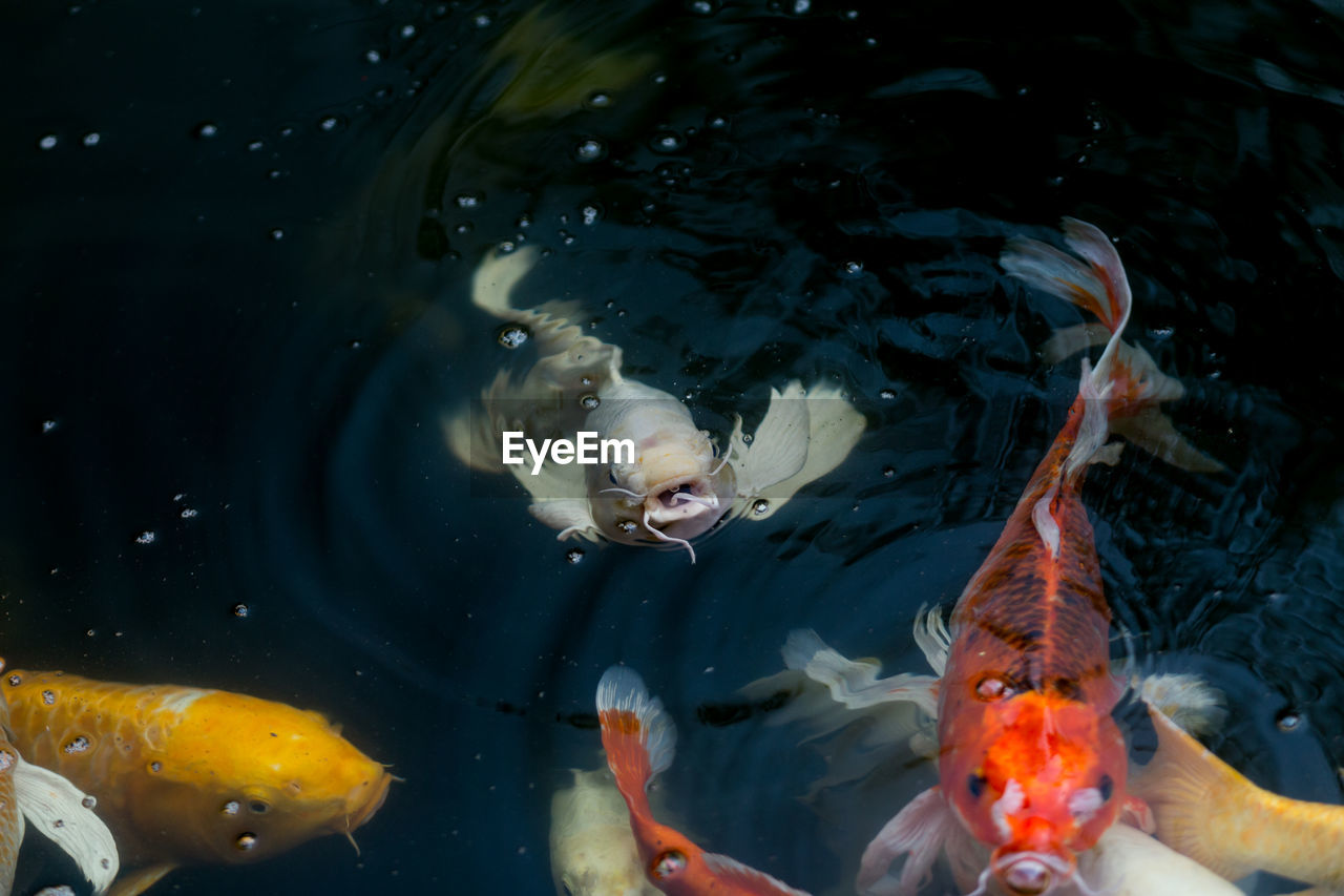 HIGH ANGLE VIEW OF FISHES SWIMMING IN SEA