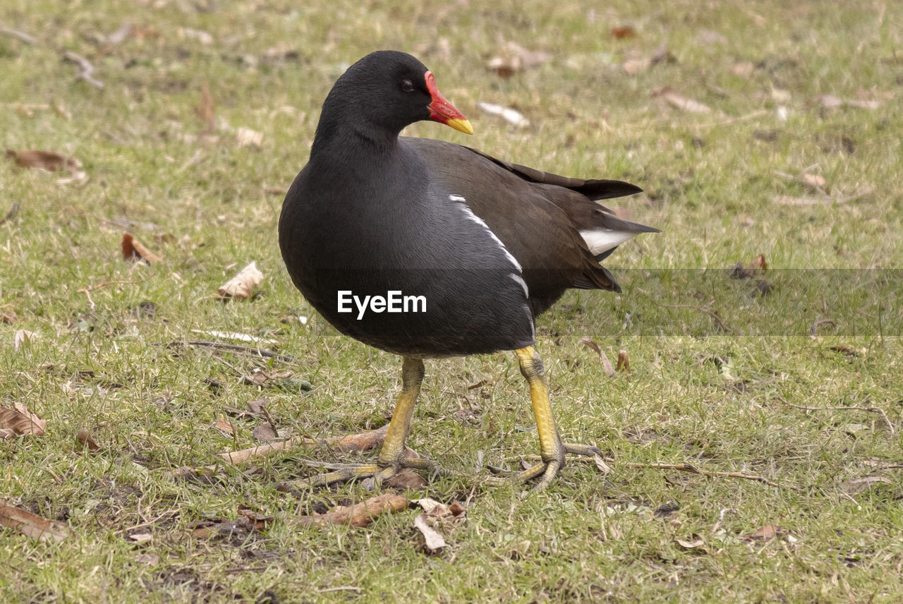 bird, animal themes, animal, animal wildlife, wildlife, beak, one animal, grass, nature, no people, plant, black, day, land, field, outdoors, full length