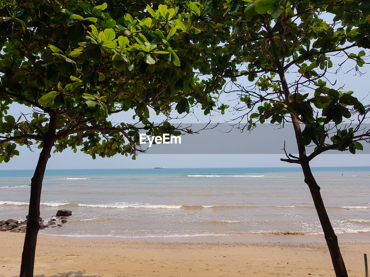 TREE ON BEACH AGAINST SKY