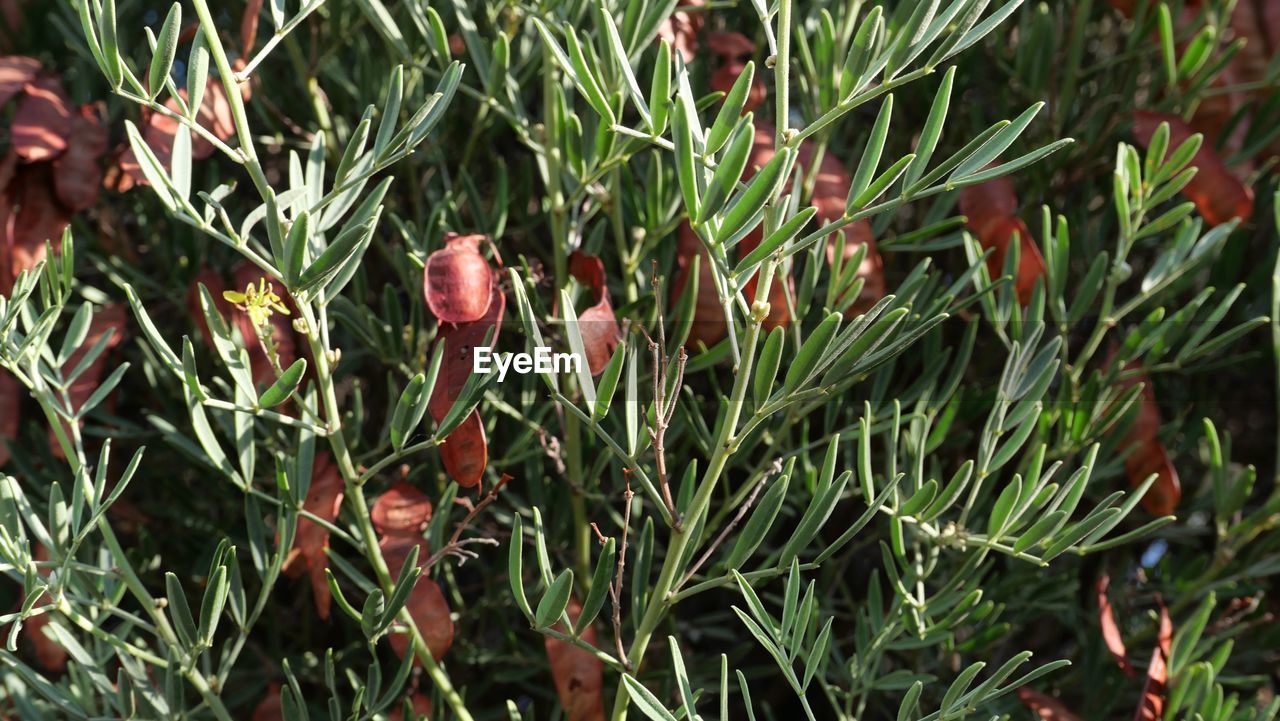 CLOSE-UP OF FRESH FLOWER PLANTS ON FIELD