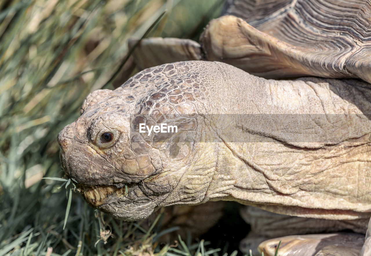 Tortoise head.