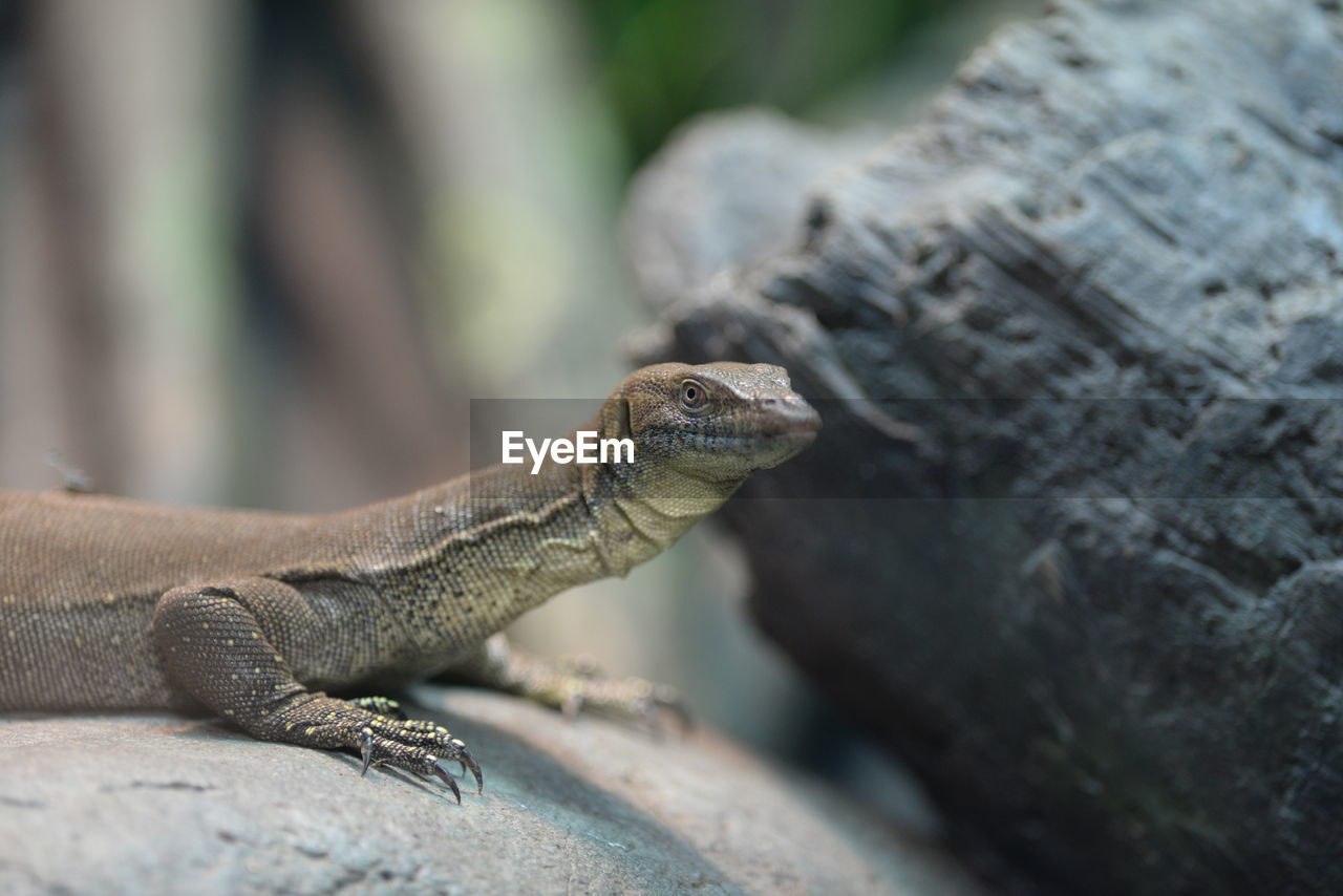 Close-up of lizard on rock