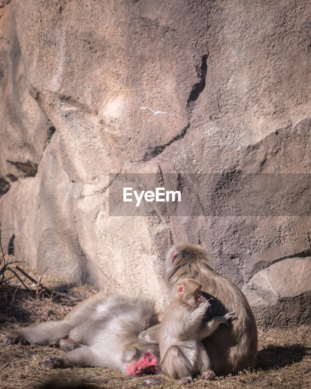 Monkeys sitting against rock