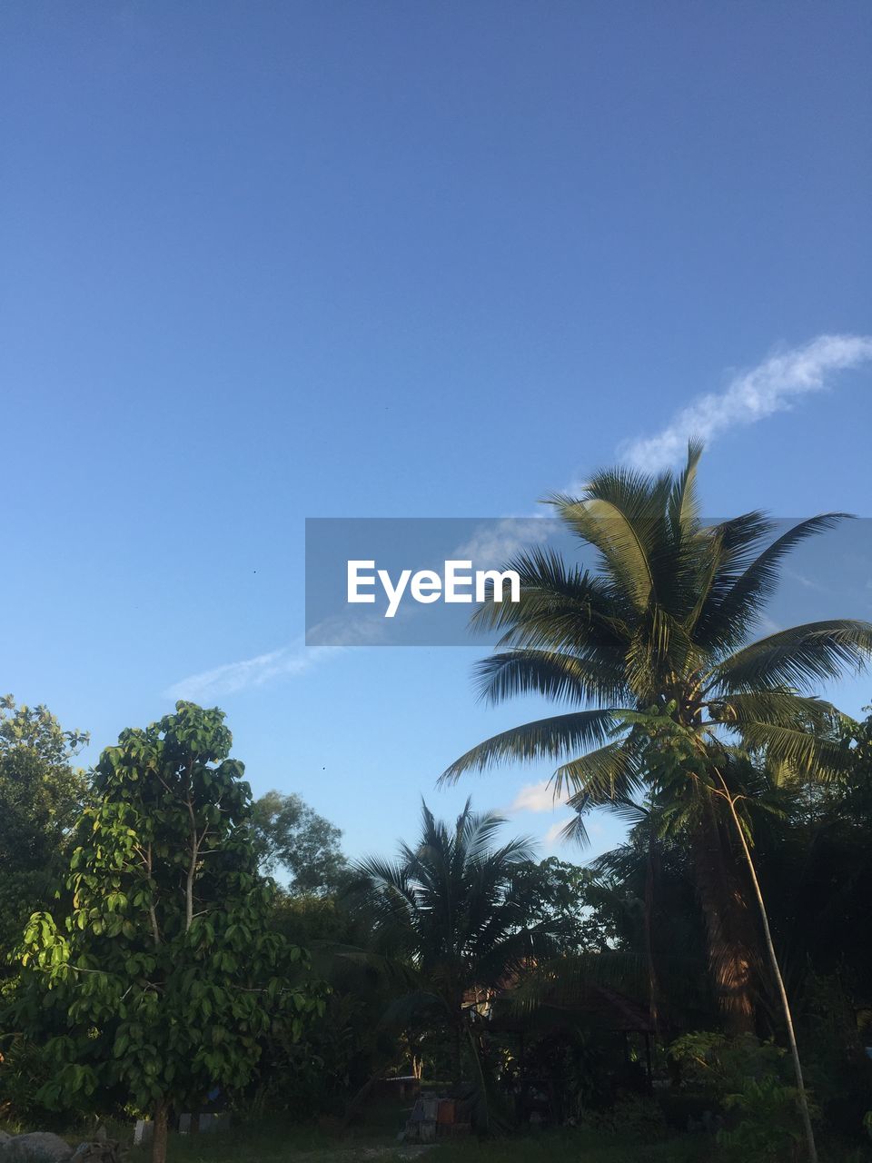 LOW ANGLE VIEW OF TREES AGAINST CLEAR BLUE SKY