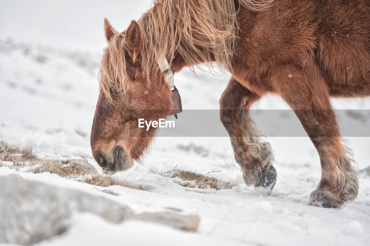 Close-up of a horse in winter 