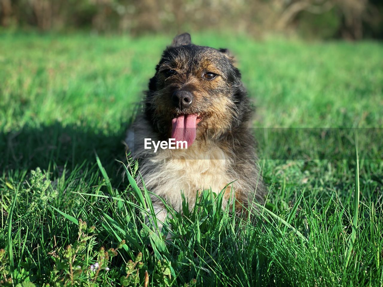 Portrait of happy lying down in the grass