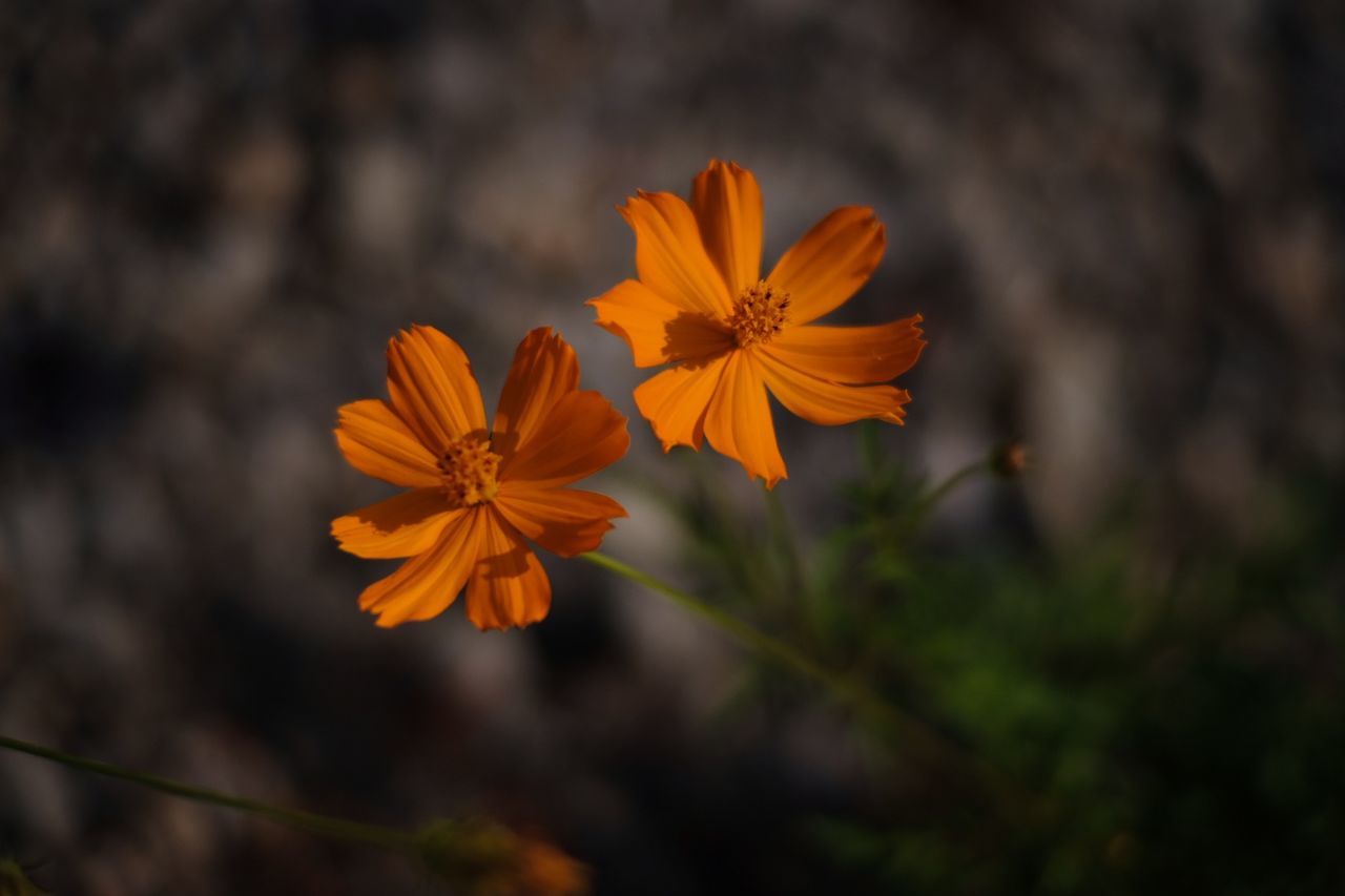 CLOSE-UP OF ORANGE COSMOS FLOWERS