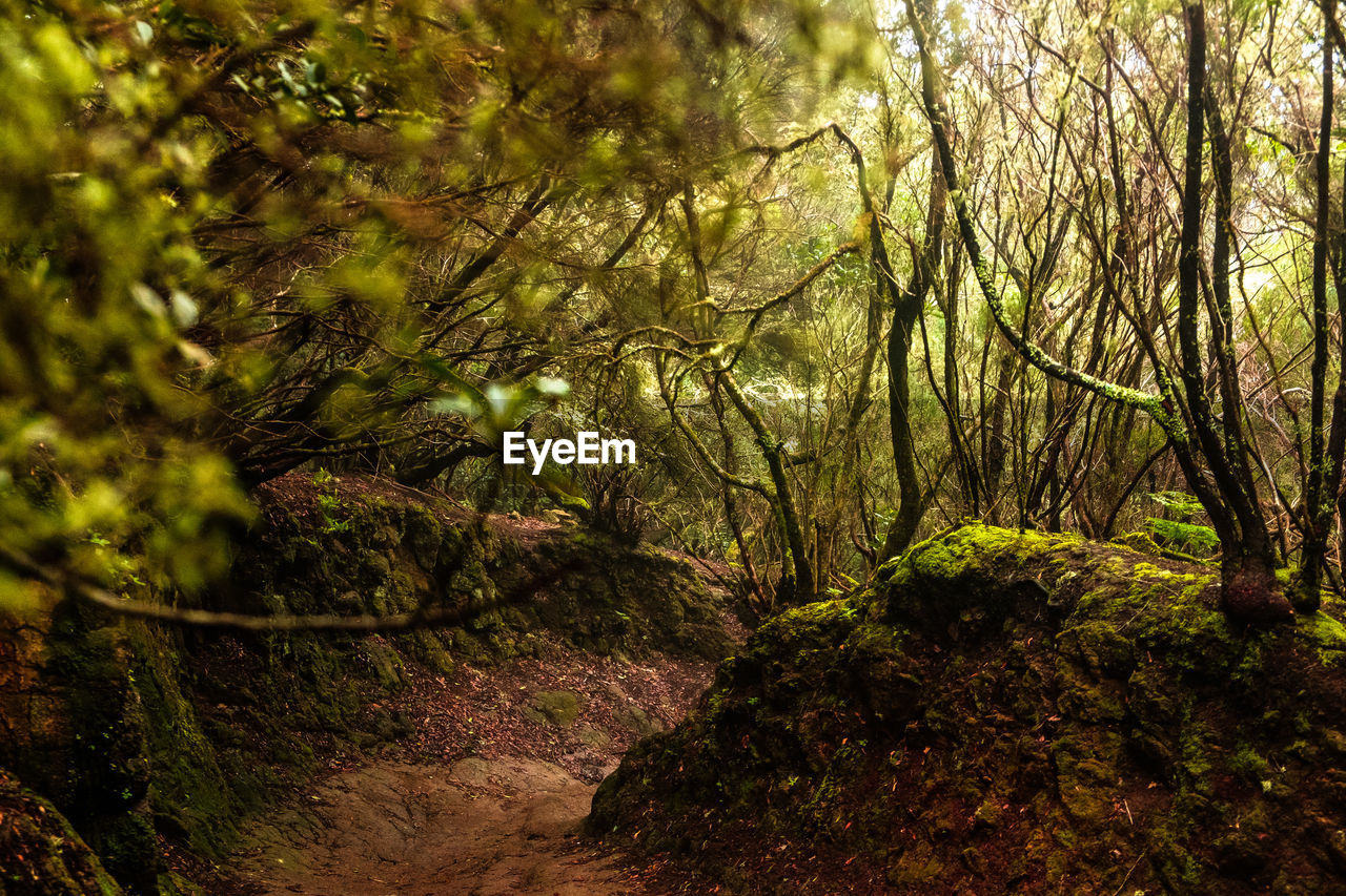 VIEW OF TREES IN FOREST