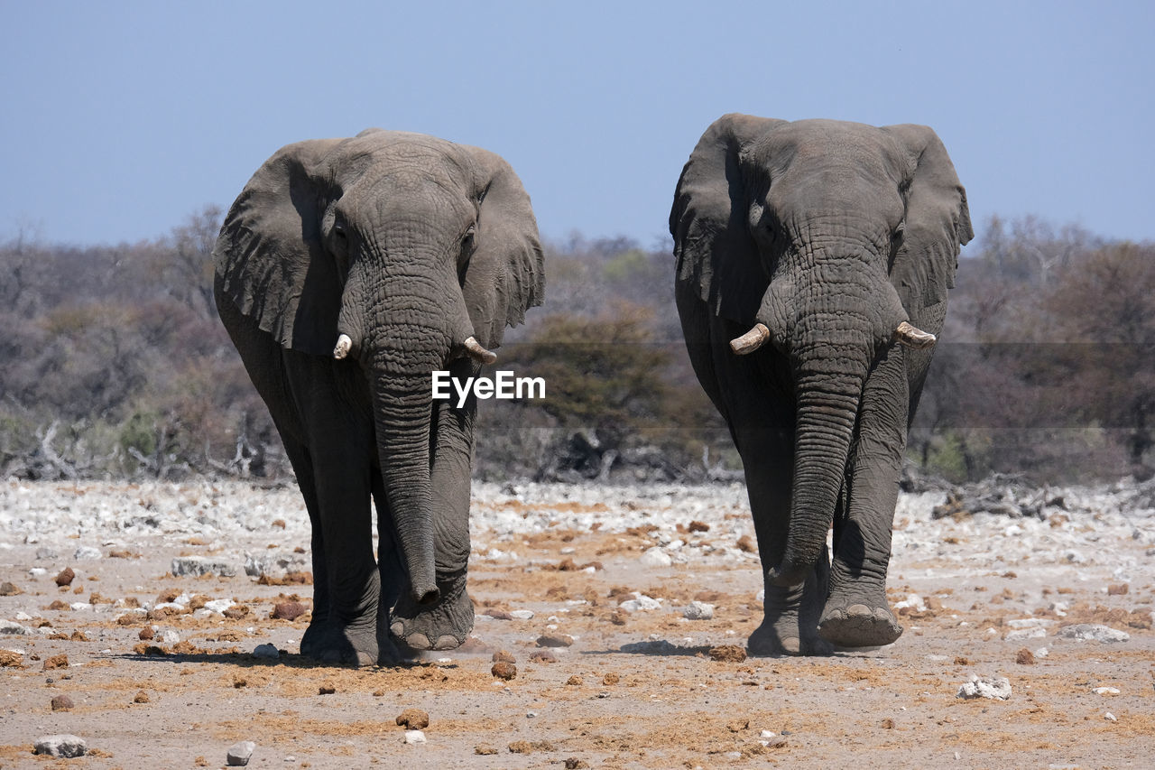 Elephants in etosha national park, namibia