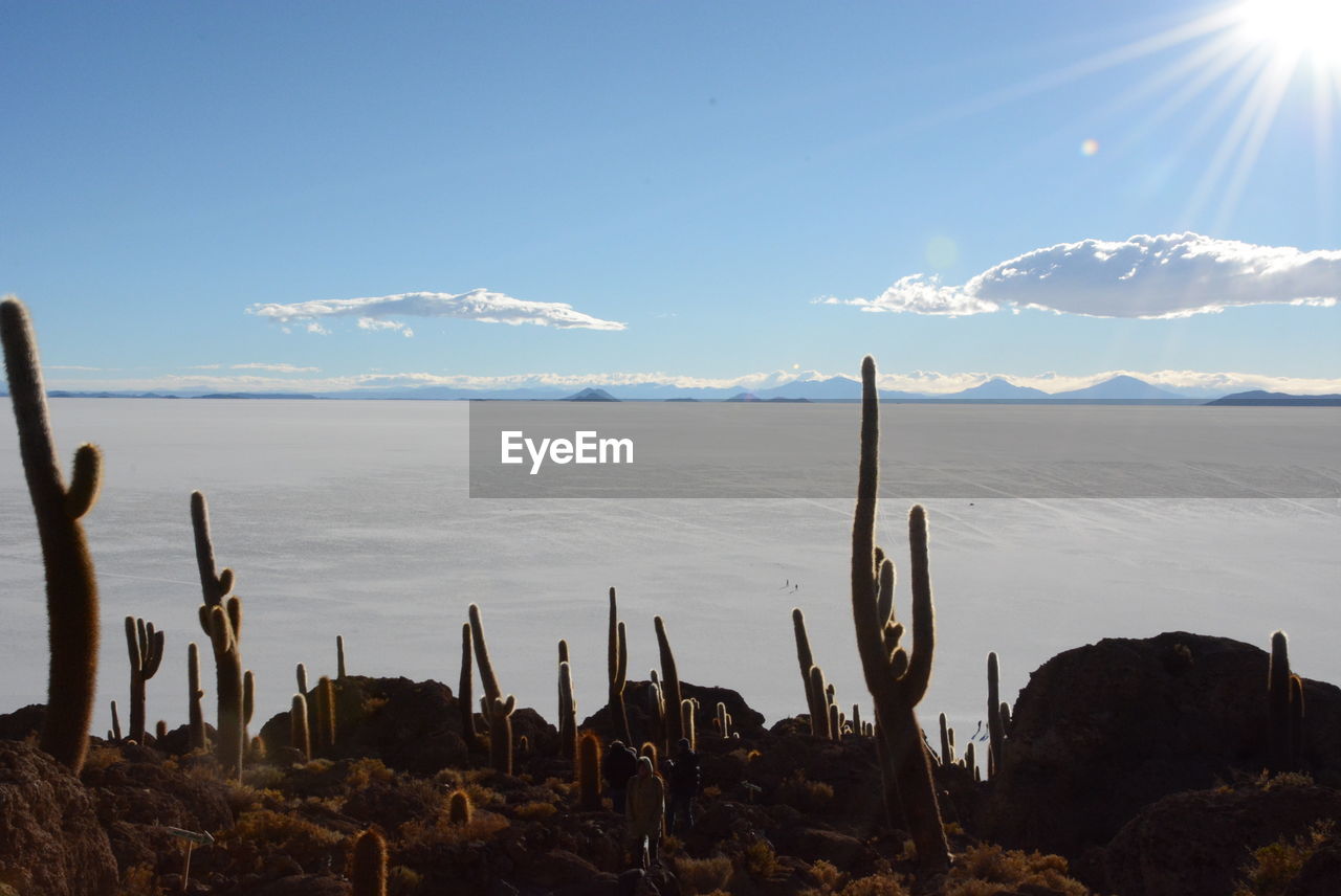 Cactus island in bolivia 