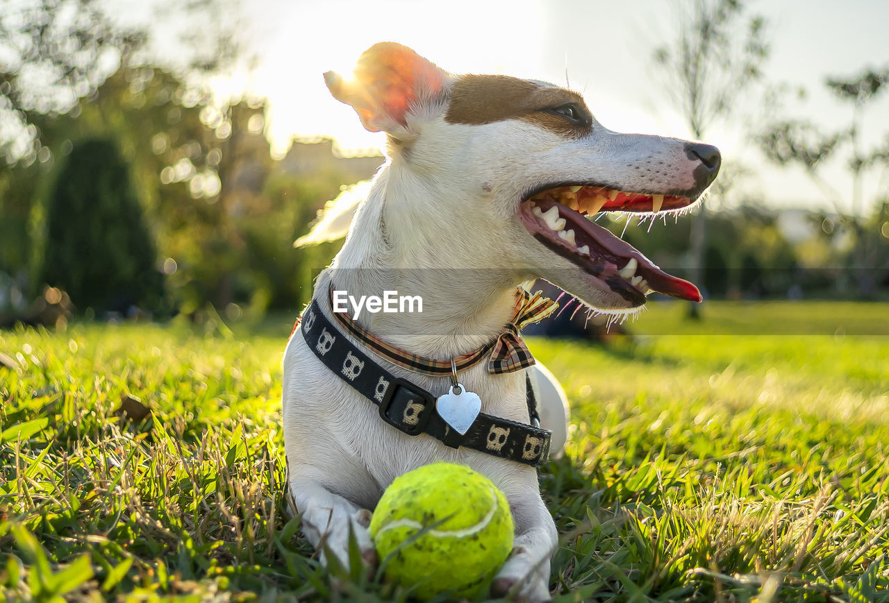 DOG LOOKING AWAY ON LAND