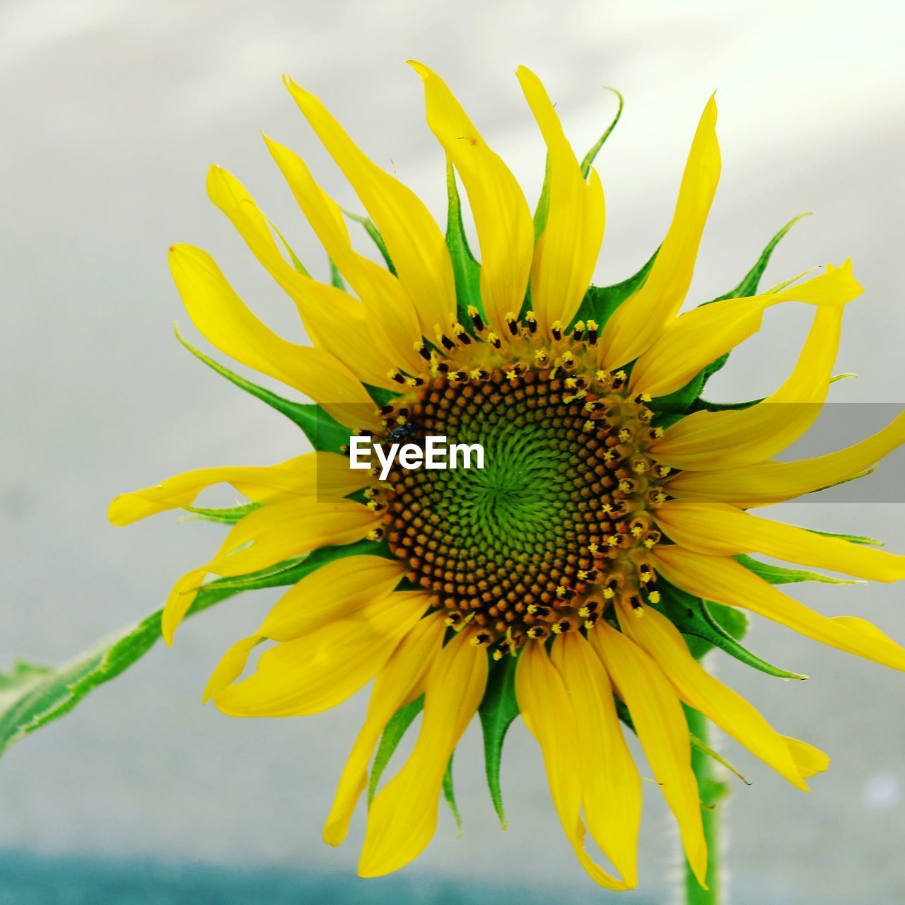 Extreme close up of sunflower