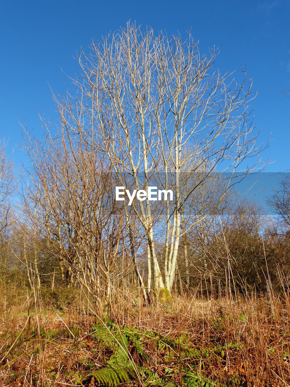 PLANTS ON FIELD AGAINST BLUE SKY