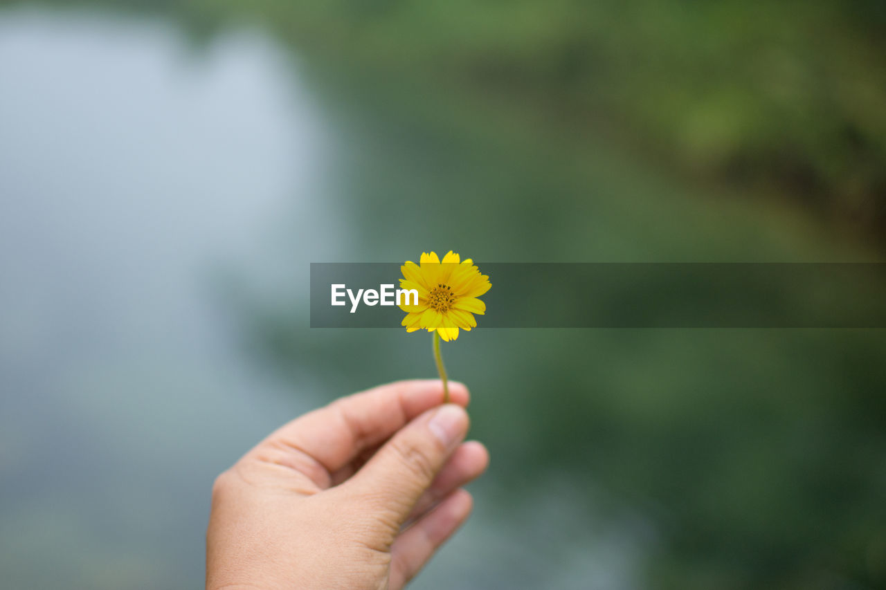 Cropped image of person holding yellow flower