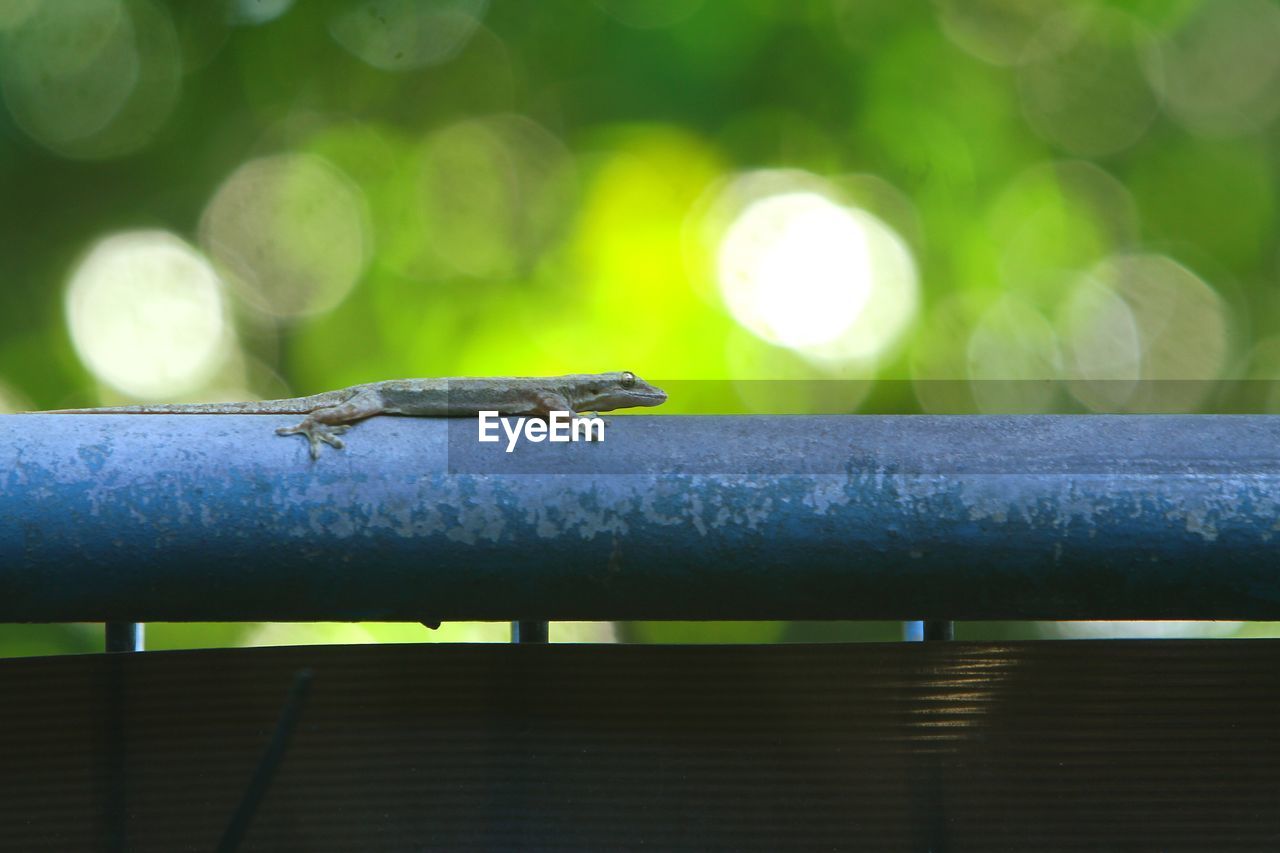 green, animal themes, animal, animal wildlife, one animal, wildlife, macro photography, reptile, nature, yellow, branch, insect, close-up, leaf, lizard, no people, light, focus on foreground, day, outdoors, sunlight, gecko, tree, plant, lens flare