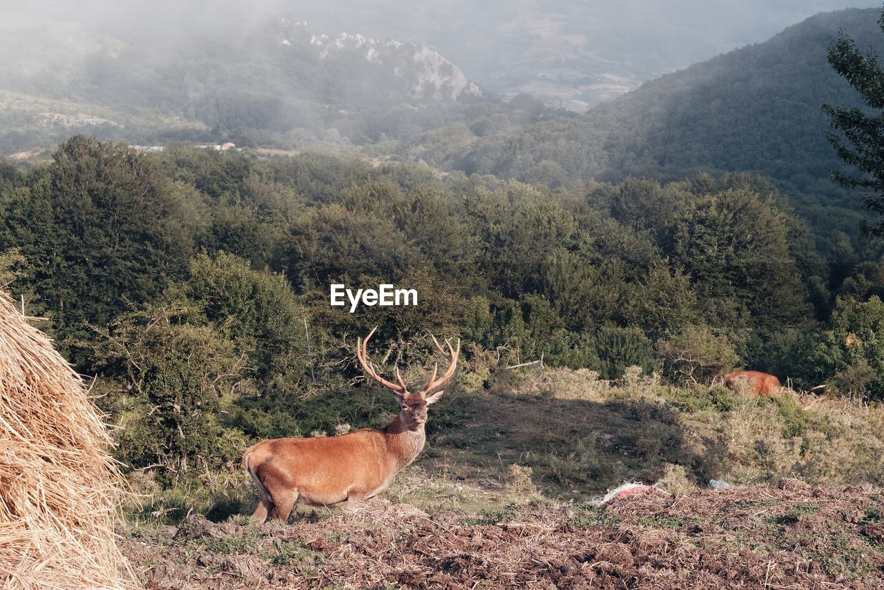View of deer on field by mountain