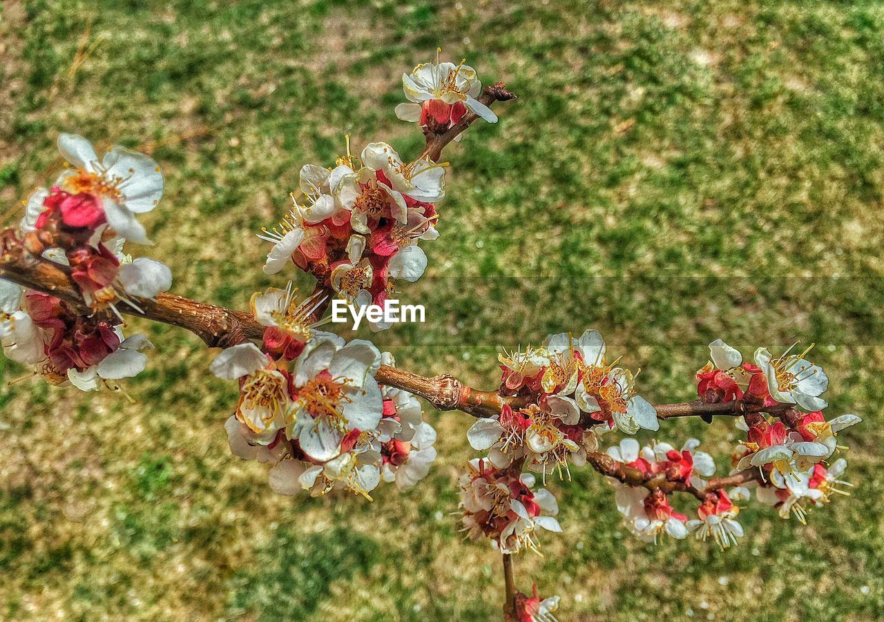 Close-up of flowers blooming on tree branch