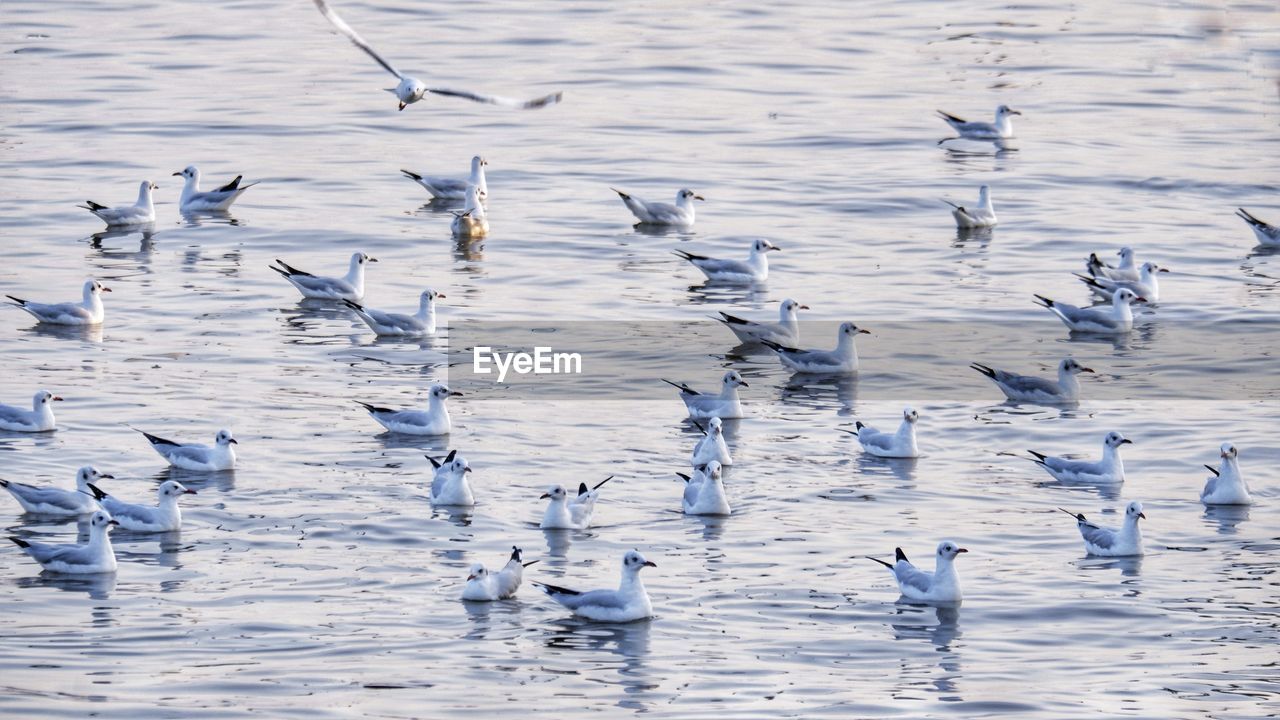 BIRDS IN SEA