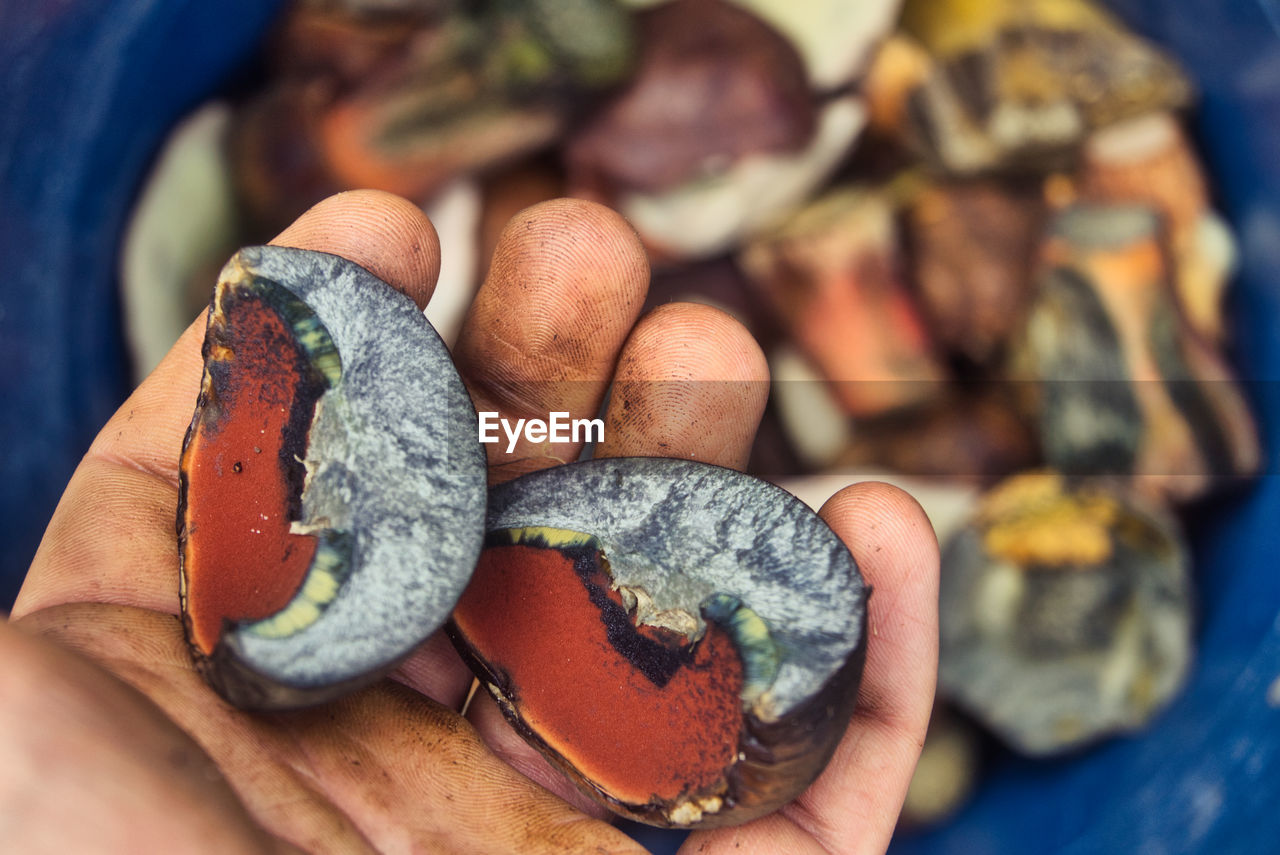 Close-up of person holding pieces of mushroom, lurid bolete, neoboletus erythropus