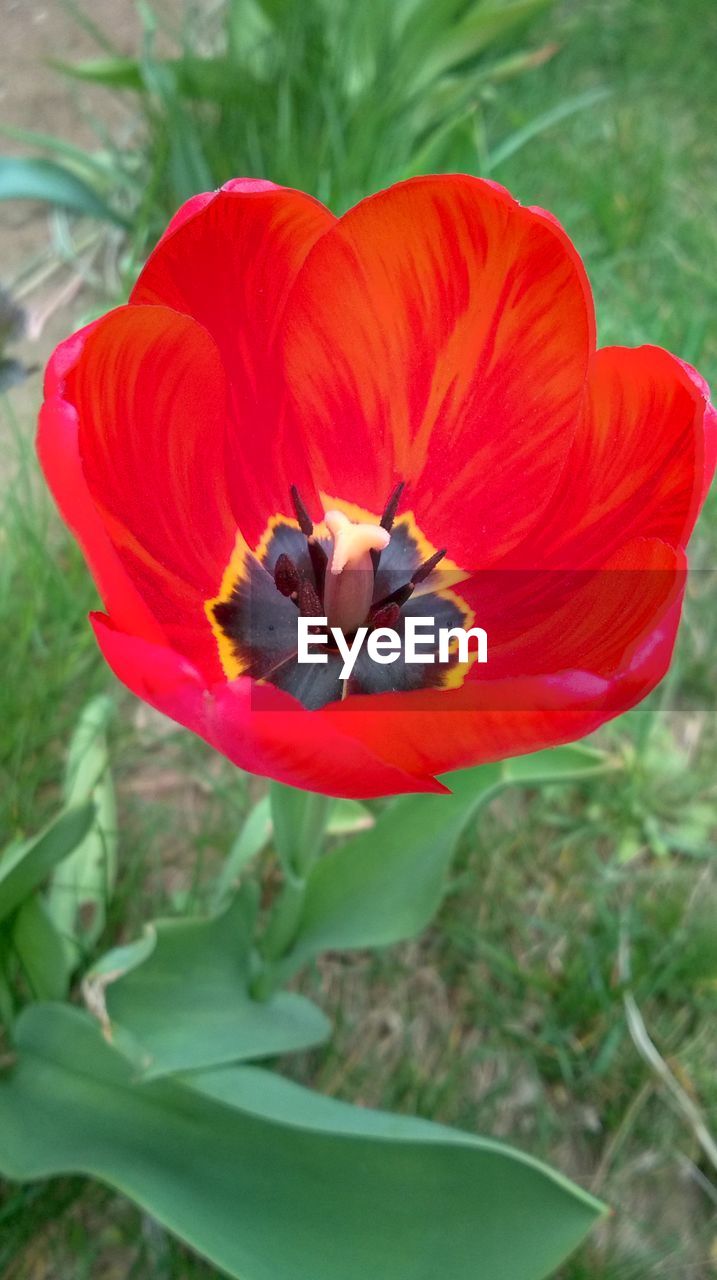 CLOSE-UP OF ORANGE FLOWER