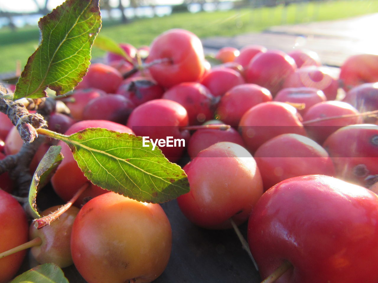 Close-up of red cherries on table