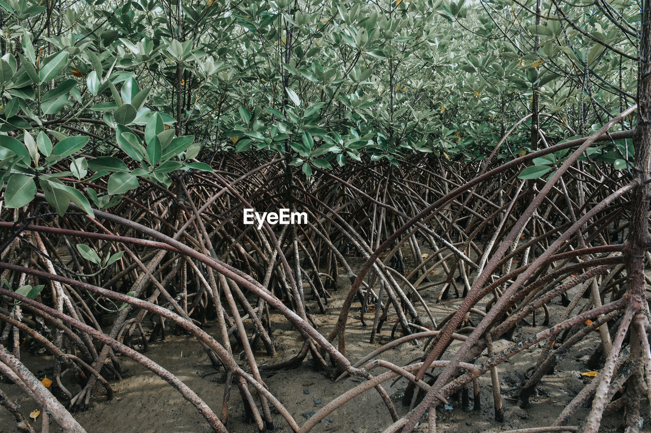 HIGH ANGLE VIEW OF TREES GROWING ON FIELD