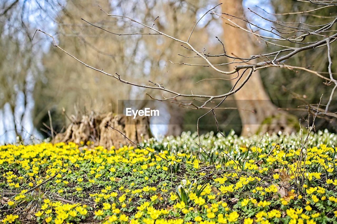 Yellow flowering plants on field
