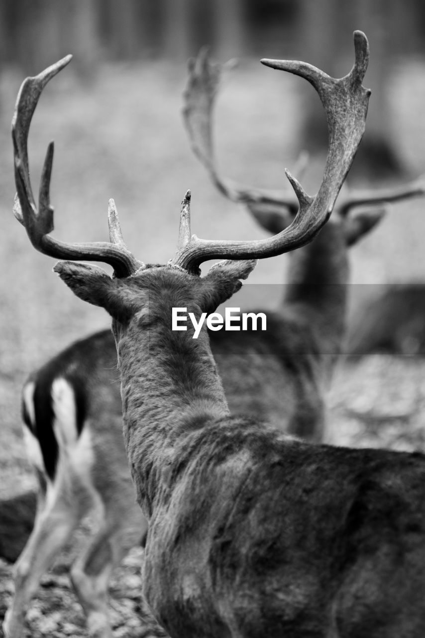 CLOSE-UP OF DEER ON PLANT