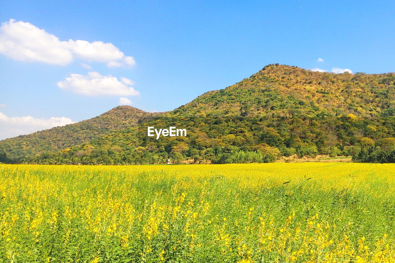 Scenic view of oilseed rape field against sky