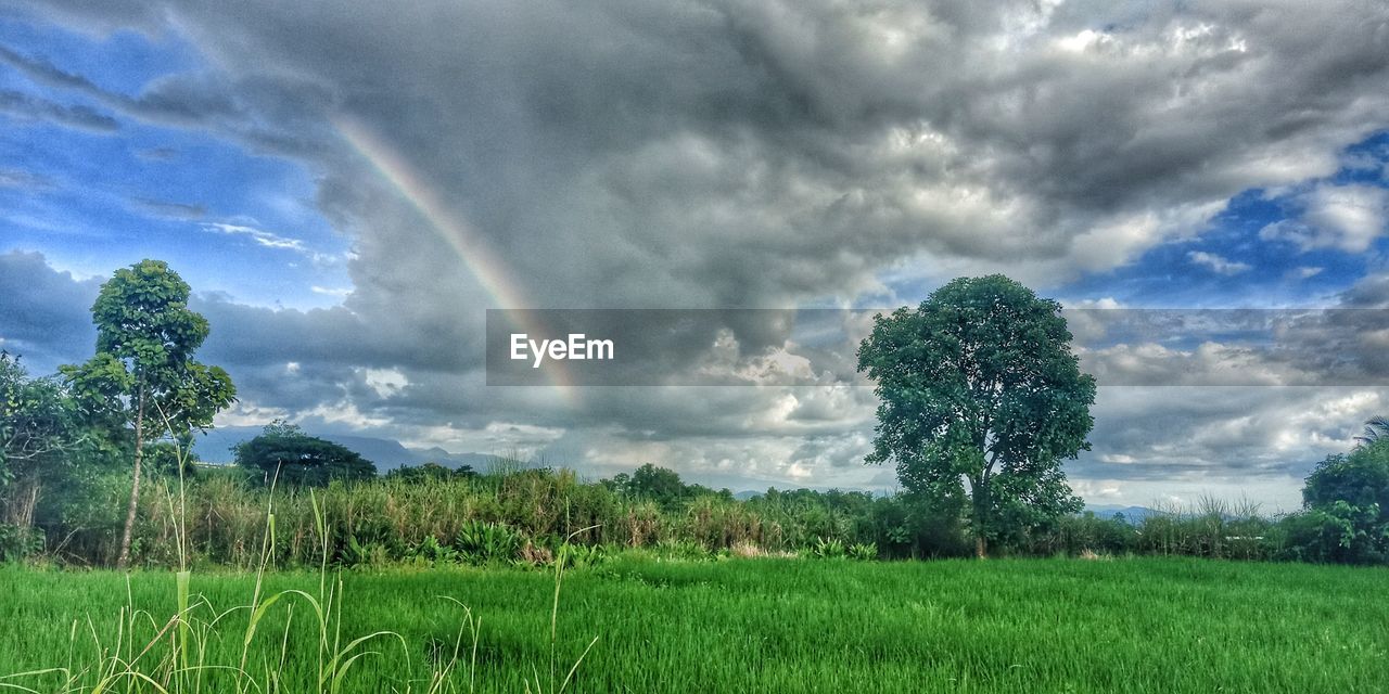 SCENIC VIEW OF RAINBOW OVER FIELD