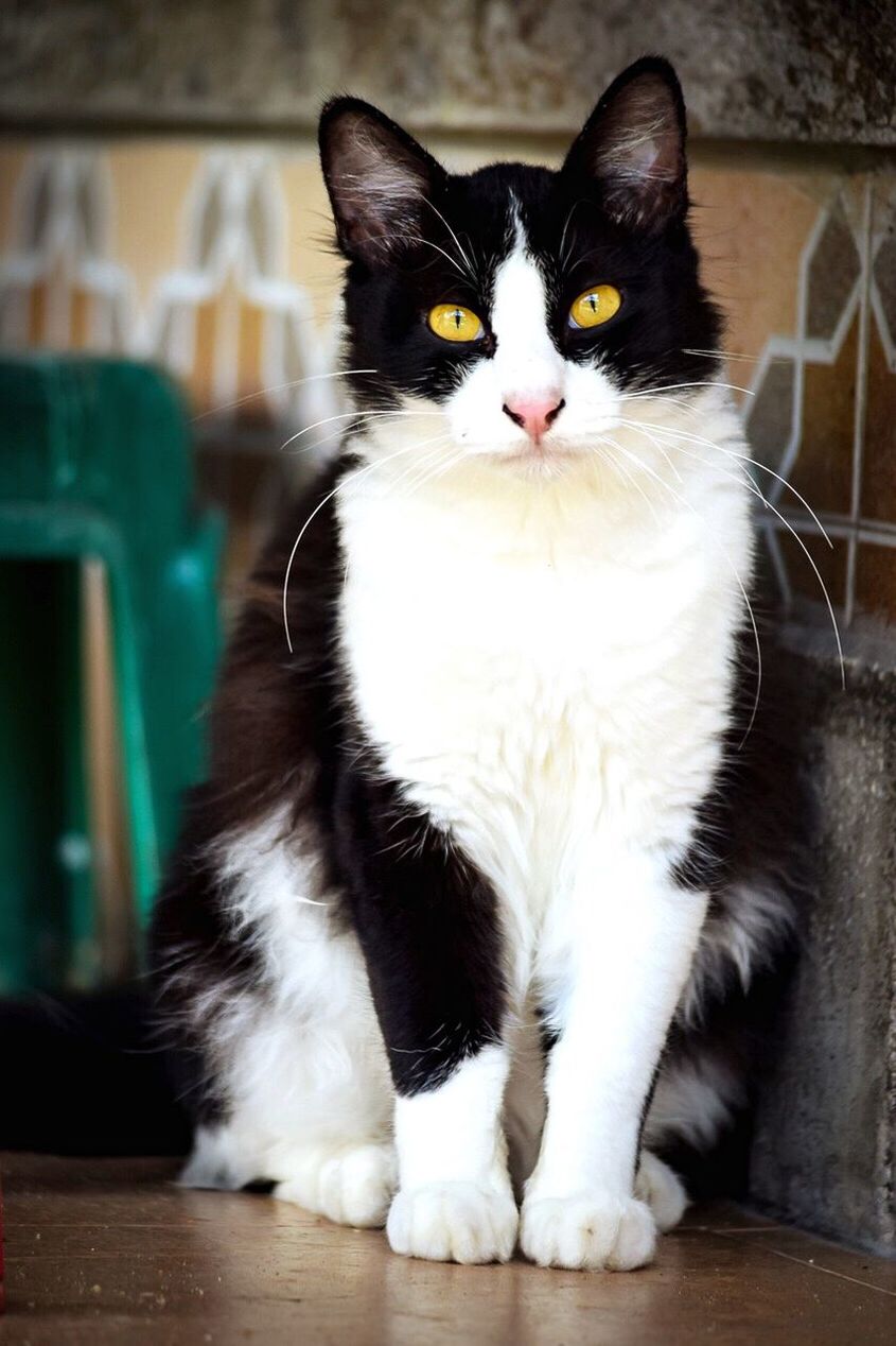 Close-up of cat sitting on floor at home