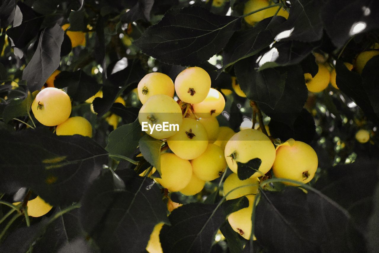 CLOSE-UP OF FRUITS ON TREE