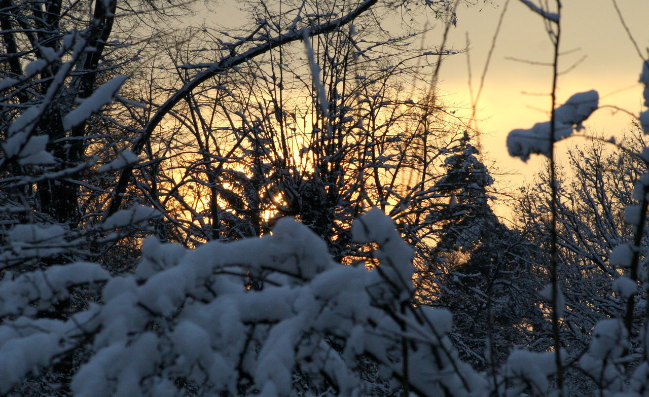 SNOW COVERED BARE TREES AGAINST SKY