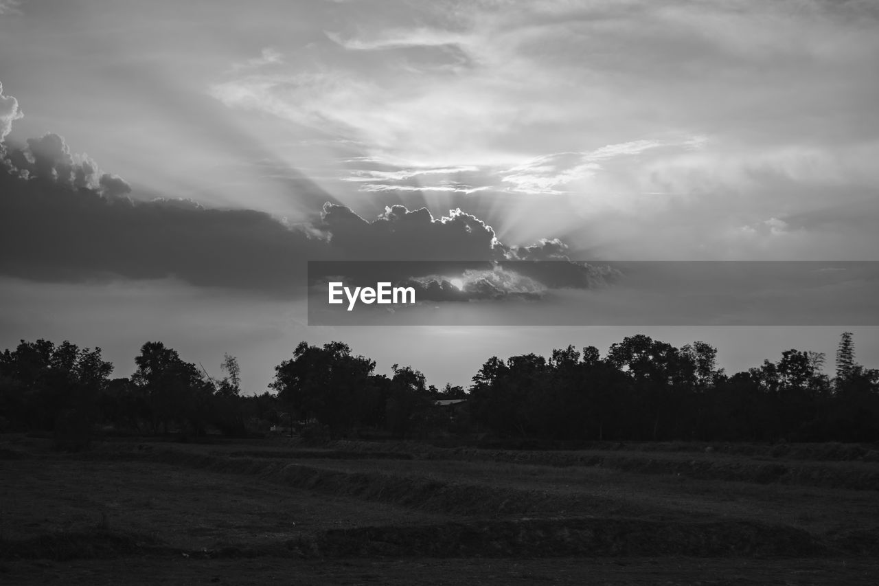 SCENIC VIEW OF TREES AGAINST SKY