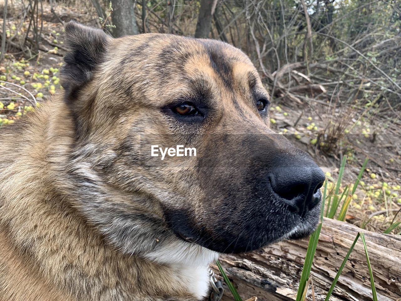 Close-up of dog looking away