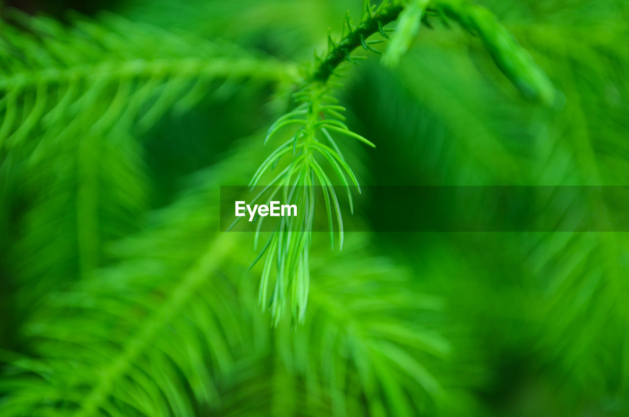 Close-up of pine tree needles