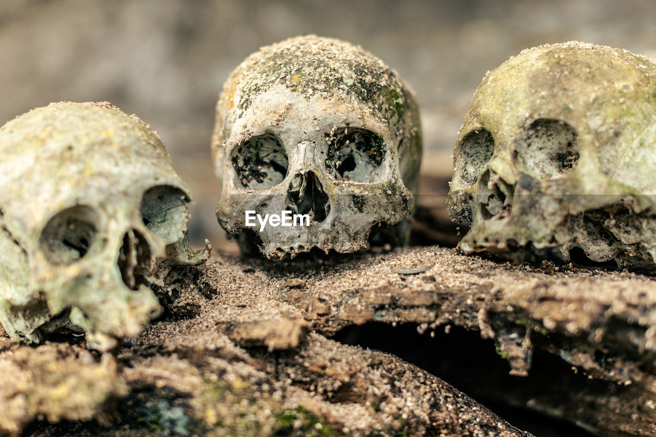 Close-up of human skulls in sulawesi