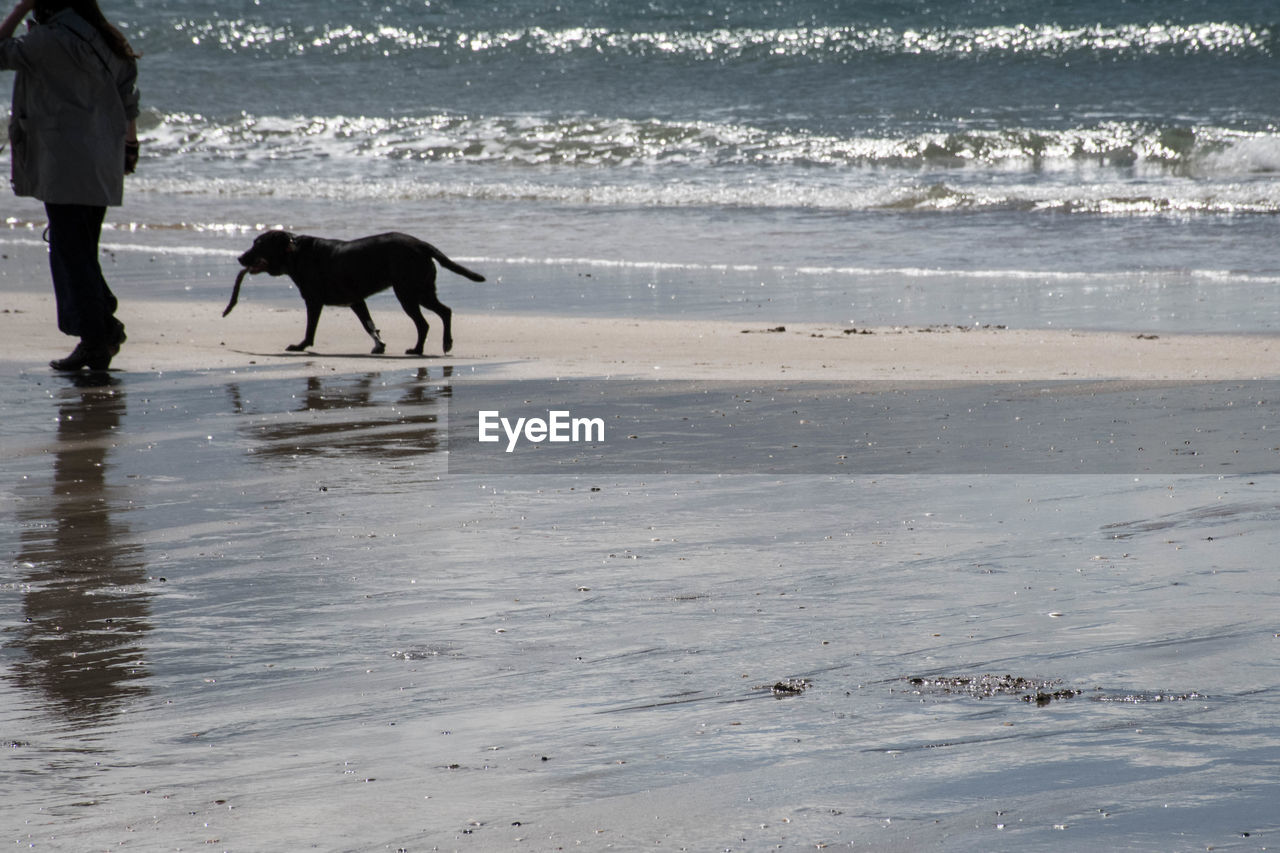 DOG WALKING ON BEACH BY SEA