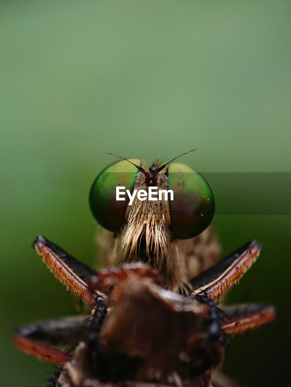 Robberfly, the face of a robber insect