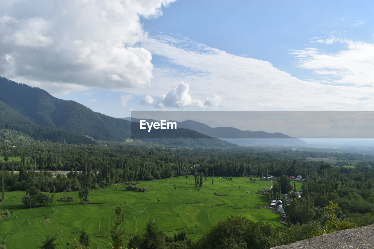 An over view of lush green paddy fields with willow, pine and walnut trees around.