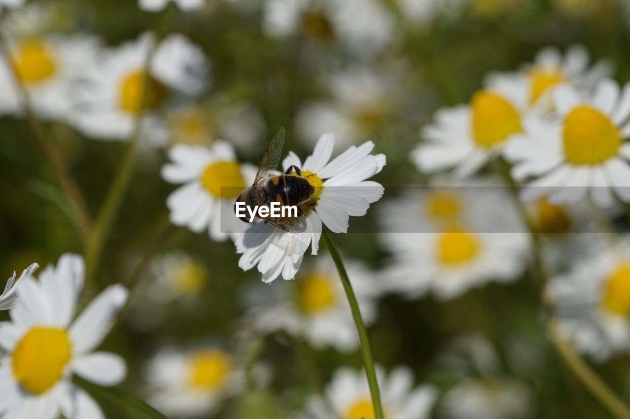 Close-up of bee pollinating on flower