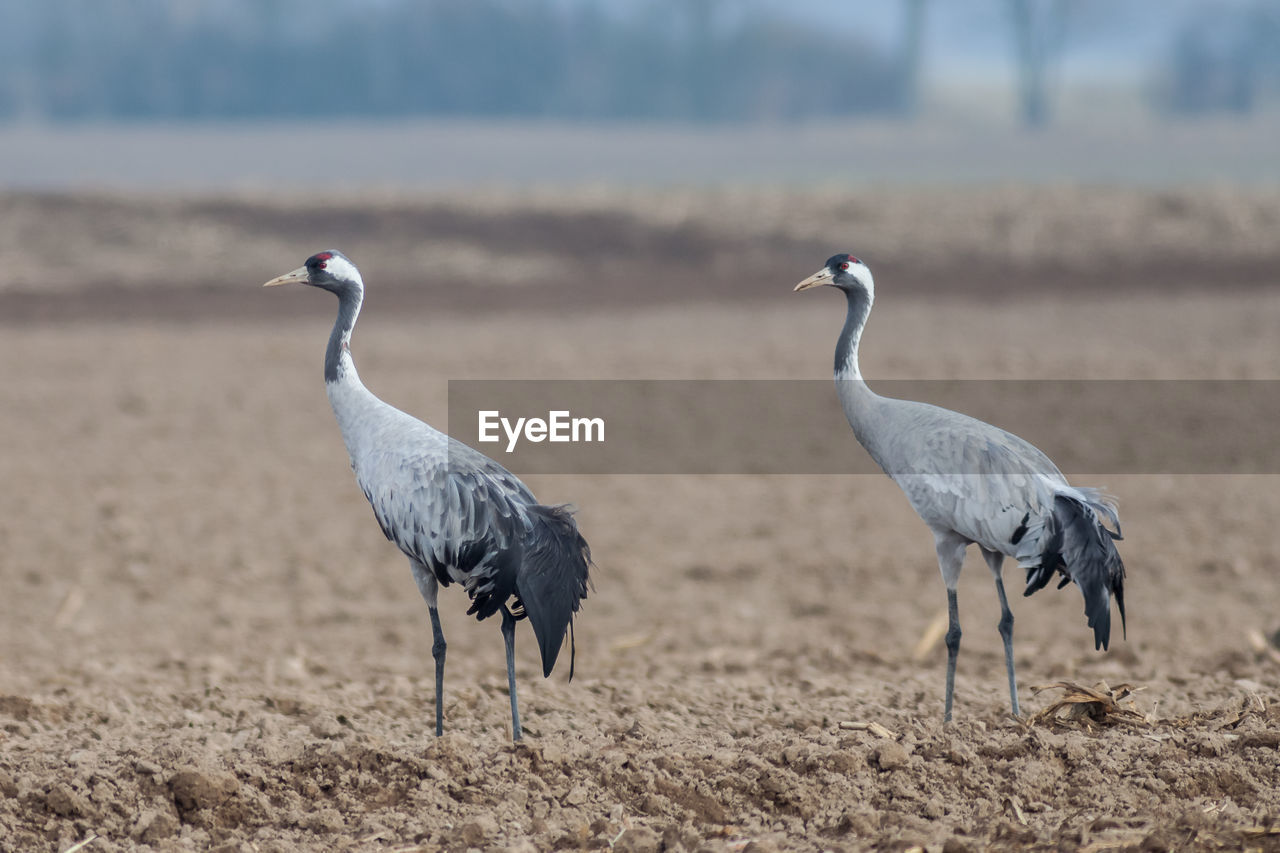 Eurasian cranes on ground