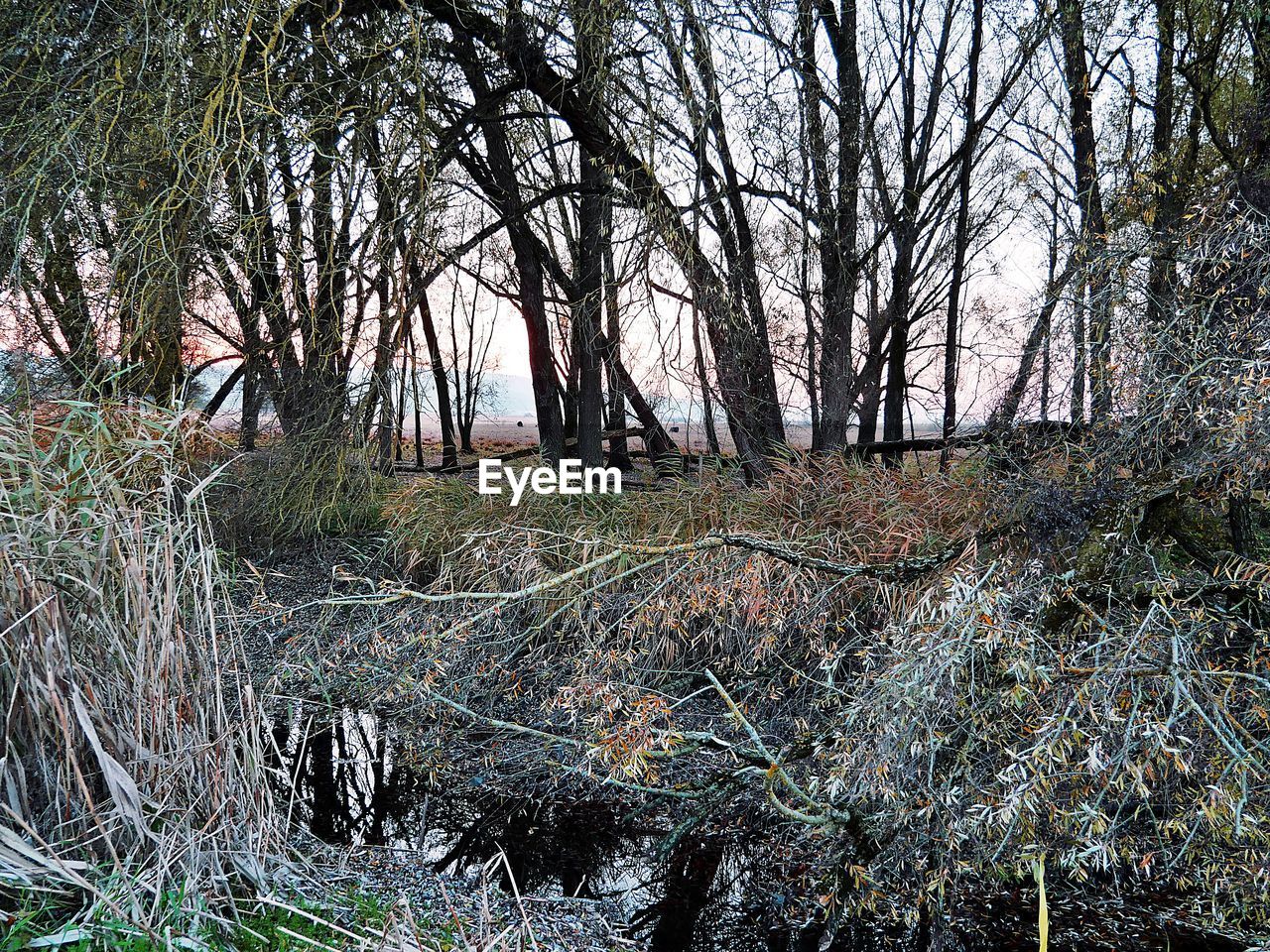 BARE TREES ON FIELD IN FOREST DURING WINTER