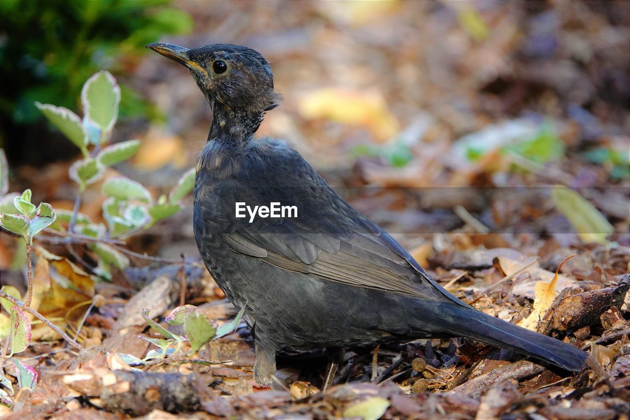 CLOSE-UP OF BIRD ON DRY LEAVES